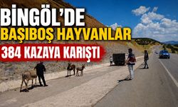 Bingöl’de Başıboş Hayvanlar 384 Kazaya Karıştı
