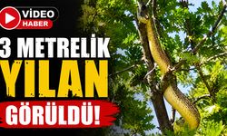 Bingöl’de 3 Metrelik Yılan Görüldü!