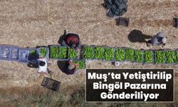 Muş’ta Yetiştirilip Bingöl Pazarına Gönderiliyor