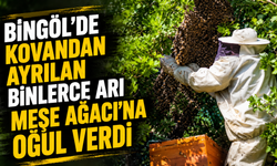 Bingöl’de Kovandan Ayrılan Binlerce Arı Meşe Ağacına Oğul Verdi