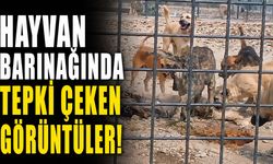 Hayvan Barınağında Tepki Çeken Görüntüler!