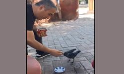 Yavru Kargayı Eliyle Besledi!