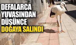 Yuvasından Defalarca Düşünce, Doğaya Salındı