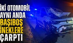 İki Otomobil Aynı Anda Başıboş İneklere Çarptı