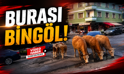 Burası Bingöl!