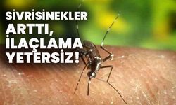 Sivrisinekler Arttı, İlaçlama Yetersiz!