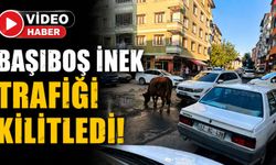 Bingöl'de Başıboş İnek Trafiği Kilitledi!