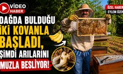 Dağda Bulduğu İki Kovanla Başladı, Şimdi Arılarını Muzla Besliyor!
