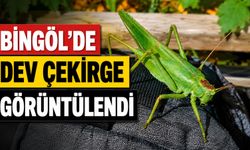 Bingöl'de Dev Çekirge Görüntülendi