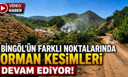 Bingöl'ün Farklı Noktalarında Orman Kesimleri Devam Ediyor!