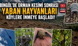 Bingöl'de Orman Kesimi Sonrası Yaban Hayvanları Köylere İnmeye Başladı!