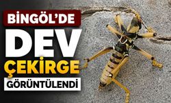 Bingöl'de Dev Çekirge Görüntülendi