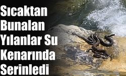 Sıcaktan Bunalan Yılanlar Su Kenarında Serinledi