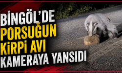 Bingöl’de Porsuğun Kirpi Avı Kameraya Yansıdı