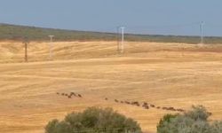 Çemişgezek’te Domuz Sürüsü Kamerada