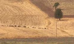 Tunceli’de Yol Kenarında Domuz Sürüsü Görüntülendi