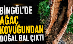 Bingöl’de Ağaç Kovuğundan Doğal Bal Çıktı