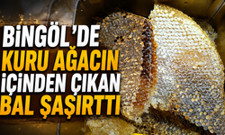 Bingöl’de Kuru Ağacın İçinden Çıkan Bal Şaşırttı