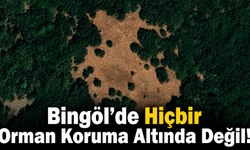 Bingöl’de Hiçbir Orman Koruma Altında Değil!