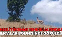Ender Rastlanan Tür Dronla Görüntülendi