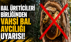 Bal Üreticileri Birliğinden Vahşi Bal Avcılığı Uyarısı!