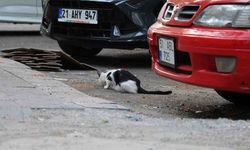 Uzmanından Uyarı: Kuduz, Kedi Tırmalamasından da Bulaşabilir!