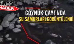 Su Samurları, Bingöl'de Göynük Çayı'nda Görüntülendi