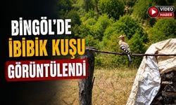 Bingöl'de İbibik Kuşu Görüntülendi
