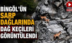Bingöl’ün Sarp Dağlarında Dağ Keçileri Görüntülendi