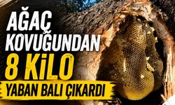 Ağaç Kovugundan 8 Kilo Yaban Balı Çıktı