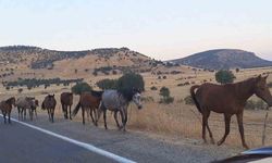 Diyarbakır'da Yılkı Atlar Yola İndi