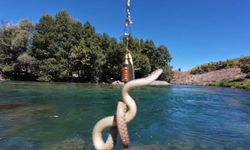 Balık Beklerken Oltasına Su Yılanı Takıldı