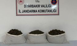Uyuşturucu Operasyonları: 253 Bin Kök Kenevir Ele Geçirildi