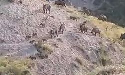 Elazığ’da yaban domuzları sürüsü görüntülendi