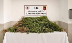 Uyuşturucu Operasyonu: 144 Bin Kök Kenevir Ele Geçirildi