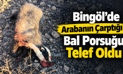 Bingöl’de Arabanın Çarptığı Bal Porsuğu Telef Oldu