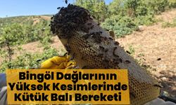 Bingöl Dağlarının Yüksek Kesimlerinde Kütük Balı Bereketi