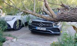 Elazığ'da Kuvvetli Rüzgar, Ağaç Devirdi: 2 Otomobilde Hasar Oluştu