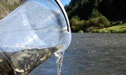 Kura Nehri'ne 300 Bin Yavru Sazan Salındı