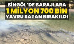 Bingöl’de Barajlara 1 Milyon 700 Bin Yavru Sazan Bırakıldı