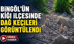 Bingöl’ün Kiğı İlçesinde Dağ Keçileri Görüntülendi