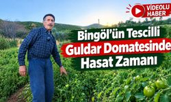 Bingöl’ün Tescilli Guldar Domatesinde Hasat Zamanı