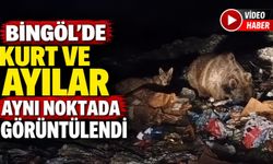 Bingöl’de Kurt Ve Ayılar Aynı Noktada Görüntülendi