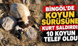 Bingöl’de Koyun Sürüsüne Kurt Saldırdı: 10 Koyun Telef Oldu
