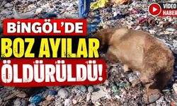 Bingöl’de Boz Ayılar Öldürüldü!