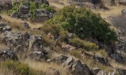 Dağ Keçileri Sürü Halinde Görüntülendi