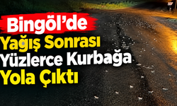 Bingöl’de Yağış Sonrası Yüzlerce Kurbağa Yola Çıktı