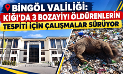Bingöl Valiliği: 3 Boz Ayıyı Öldürenlerin Tespiti için Çalışmalar Kararlılıkla Sürdürülüyor