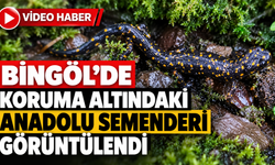 Bingöl’de Koruma Altındaki Anadolu Semenderi Görüntülendi
