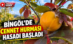 Bingöl’de Cennet Hurması Hasadı Başladı